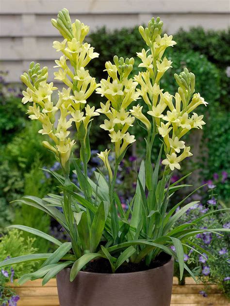 Polianthes tuberosa – Tubarózsa